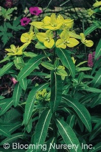 Euphorbia wallichii                               